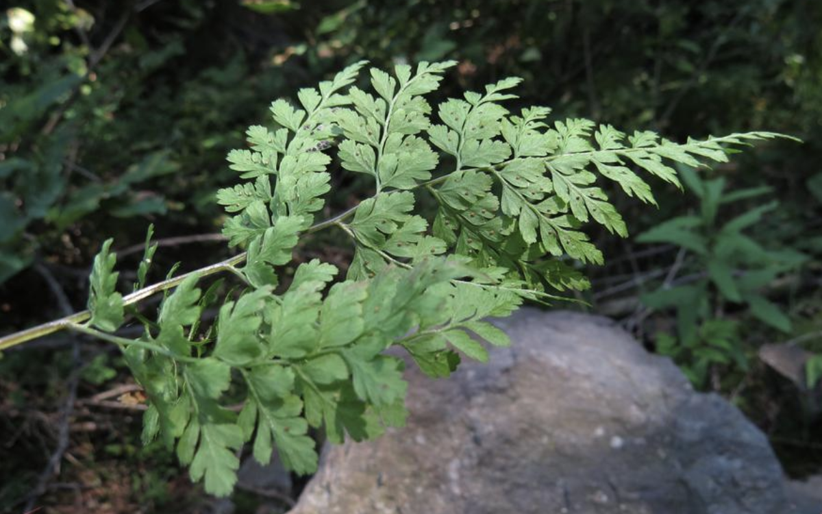  p>欧洲冷蕨(学名: i>cystopteris sudetica /i> a. br.