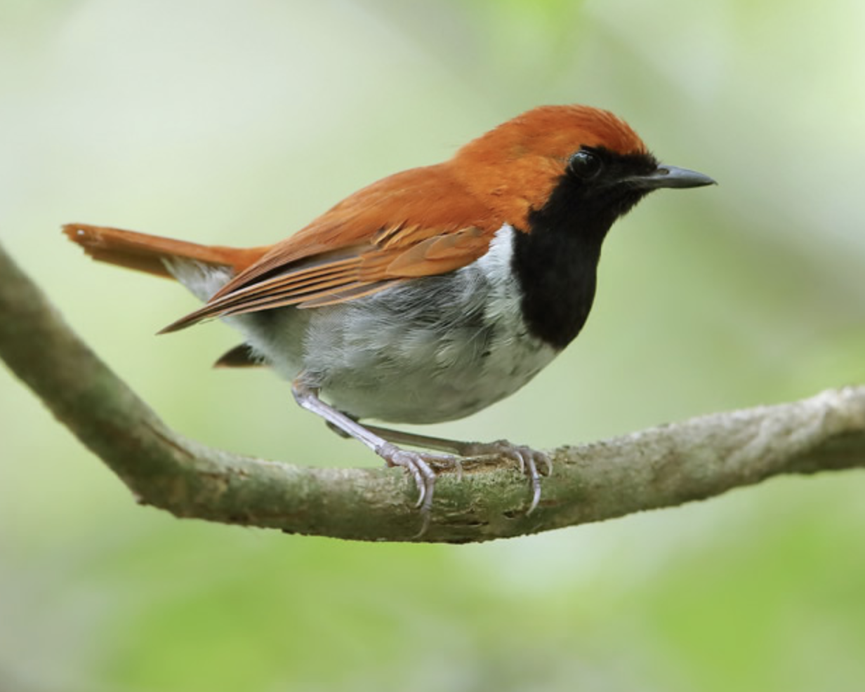  p>琉球歌鸲(学名: i>larvivora komadori /i>)是鹟科,歌鸲属小型鸟类