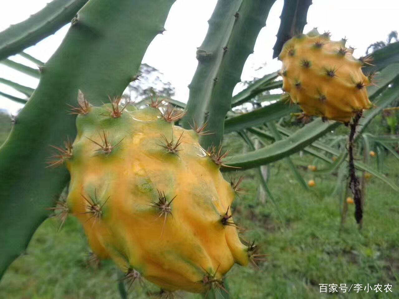 新品种水果麒麟果，不一样的火龙果你见过吗？_百科TA说