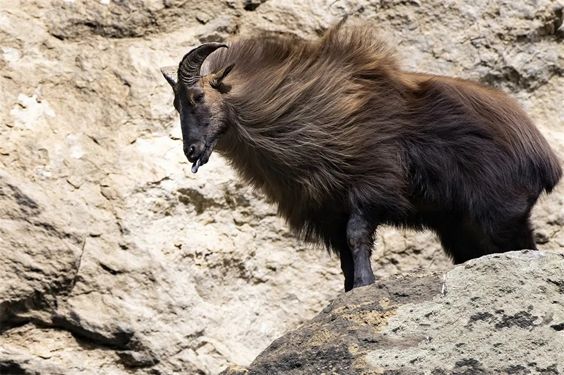 塔尔羊 /p> p>学 名 hemitragus jemlahicus /p> p>英文名 himalayan