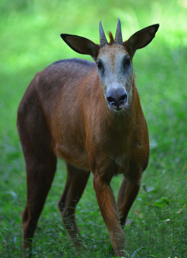  p>赤鬣羚( i>capricornis rubidus /i>):是偶蹄目,牛科,鬣羚属的哺乳