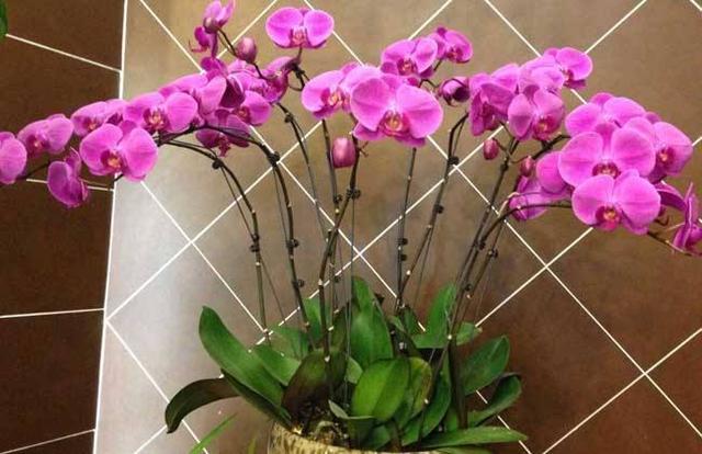 由于这几种花花期太长 很多人以为是假花 要摸一摸才能辨真假 百科ta说