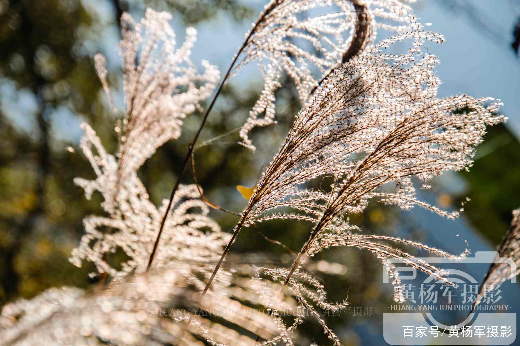 阳光下美丽的荻草花，大山间独特动人的自然风光，叶子长形似芦苇_百科TA说