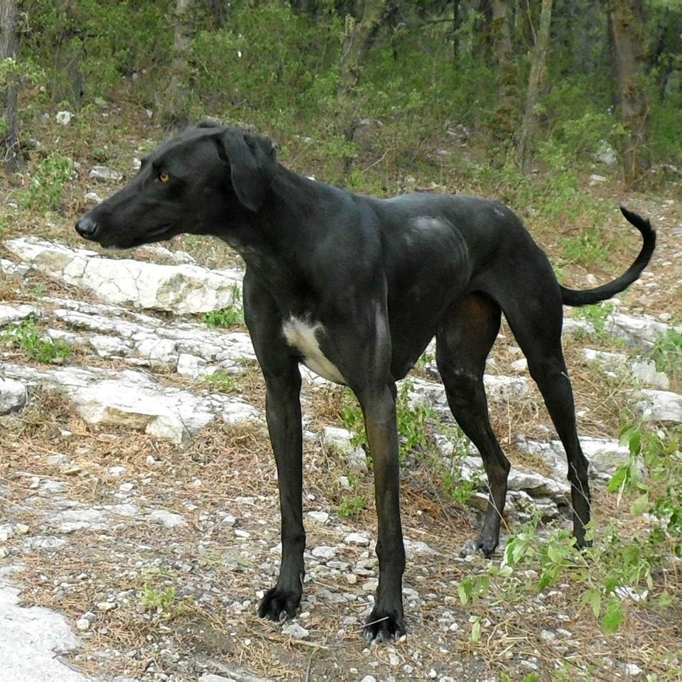 唐犬还是中华田园犬 这是一个值得探讨的问题 百科ta说