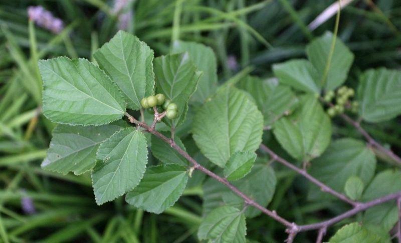  p data-id="gn8r0cu1vs">朴叶扁担杆( i>gre