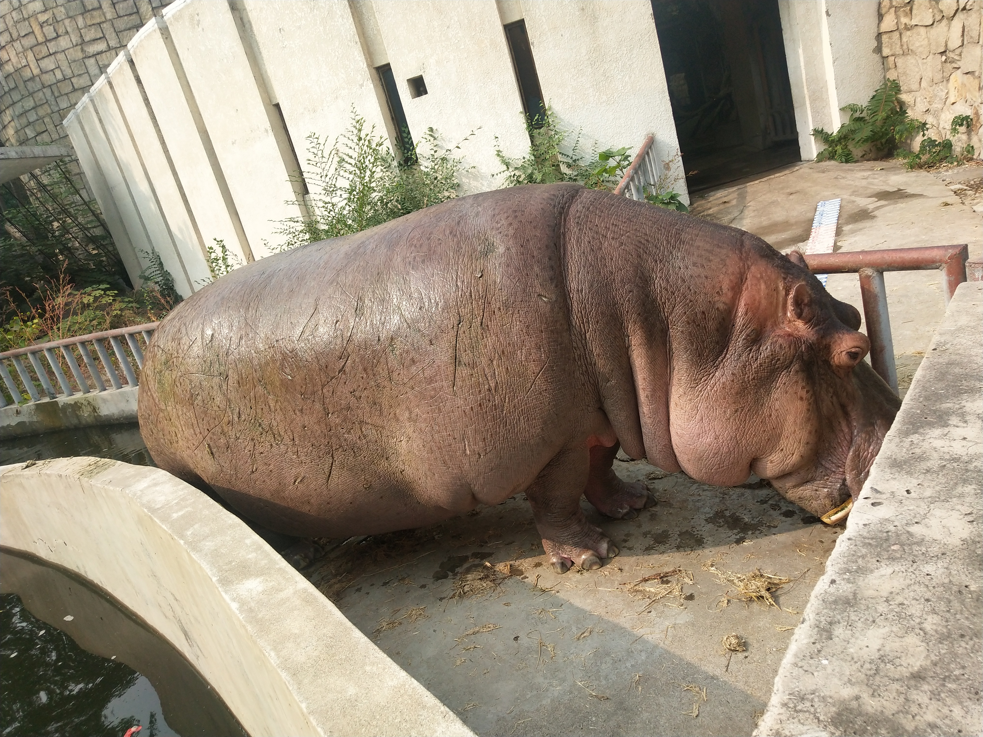  p>河马科 hippopotamidae偶蹄目的 1科.共有2属2种.