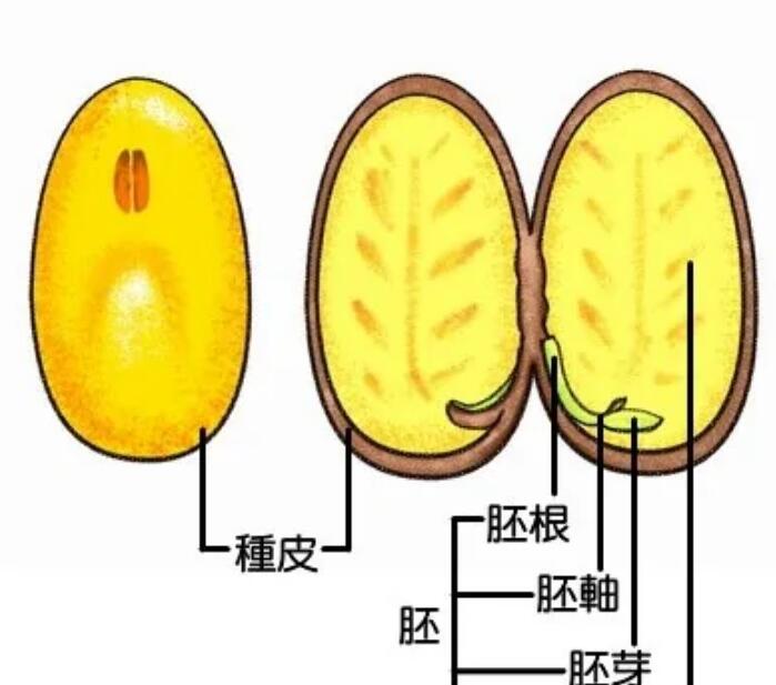 data-lemmaid="280789">被子植物 /a>中最普通的胚乳发育形式