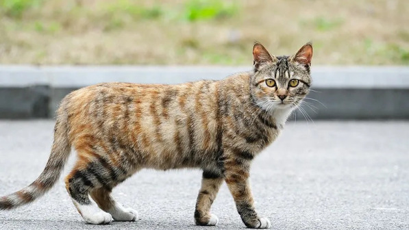 土猫_百度百科