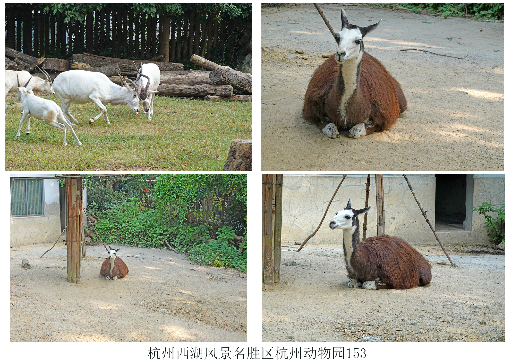 href="/item/野生动物世界">野生动物世界 /a>位于浙江省杭州市富阳区