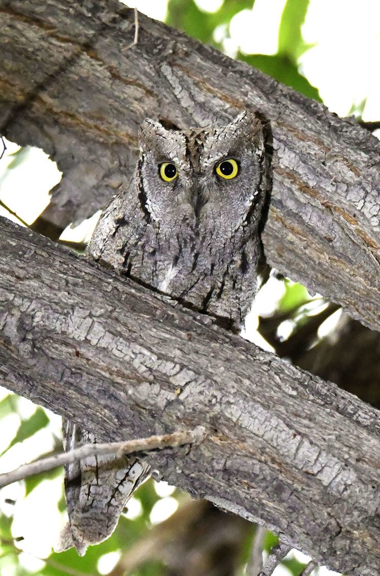 eurasian scops-owl