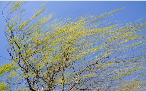 五级风算大风吗 - 知晓星球