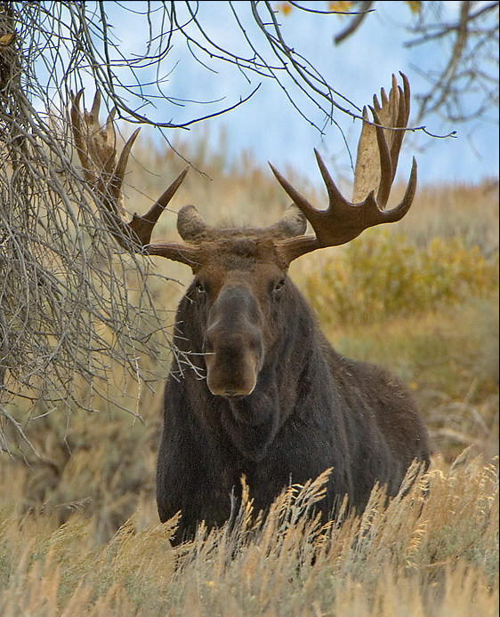 i>alces alces shirasi /i>):是鹿科,驼鹿属动物驼鹿的亚种