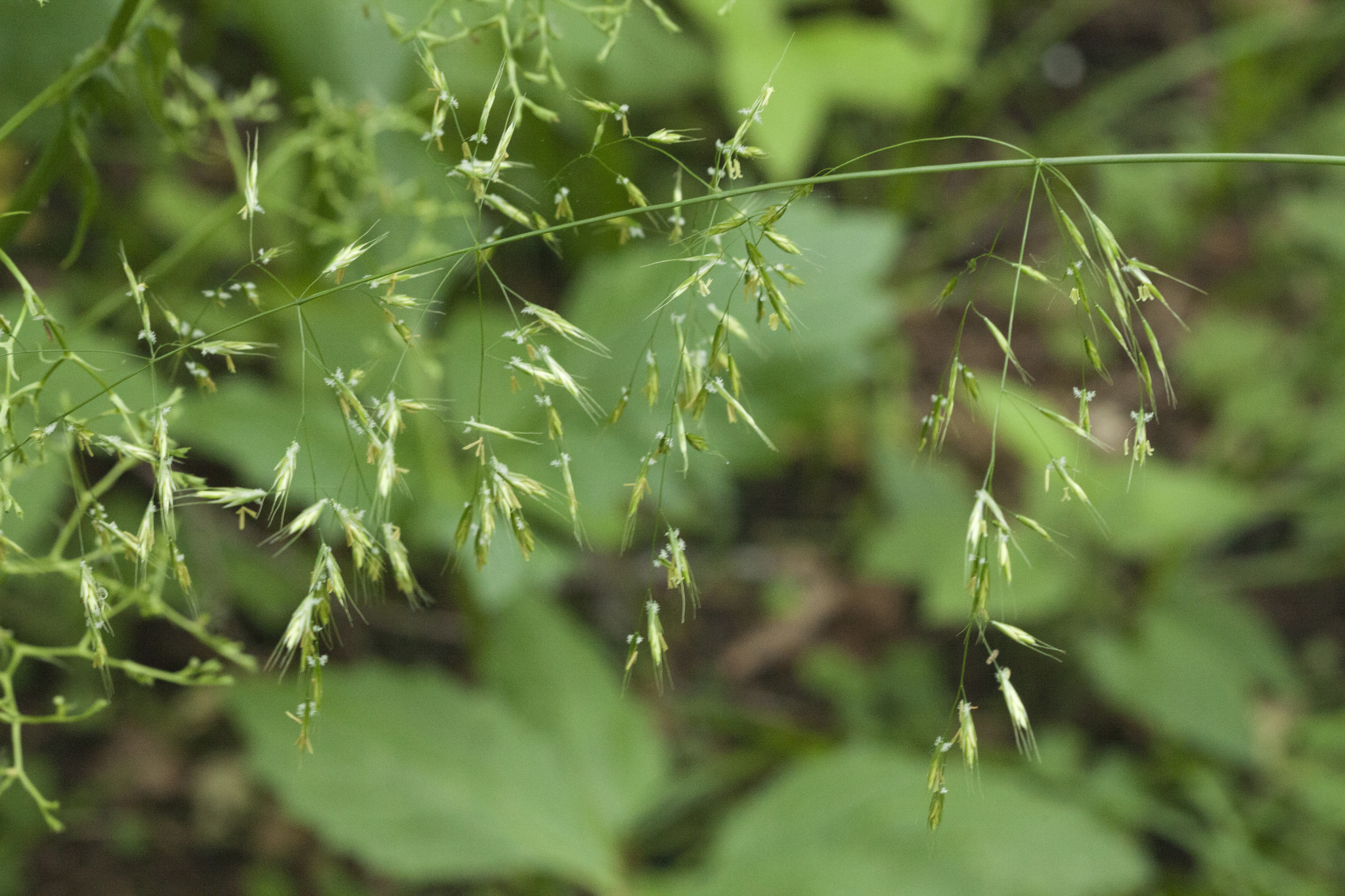 西伯利亚三毛草