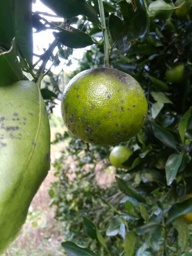  p>柑橘煤烟病又称柑橘煤污病,柑橘霉污病,柑橘煤病,是由柑橘煤炱,刺