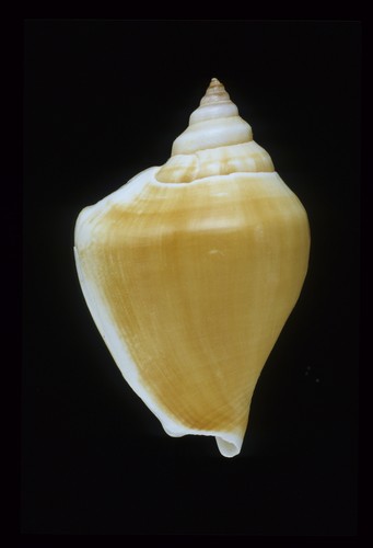  p>水晶凤凰螺(学名: i>laevistrombus canarium /i>):成贝长30 - 105