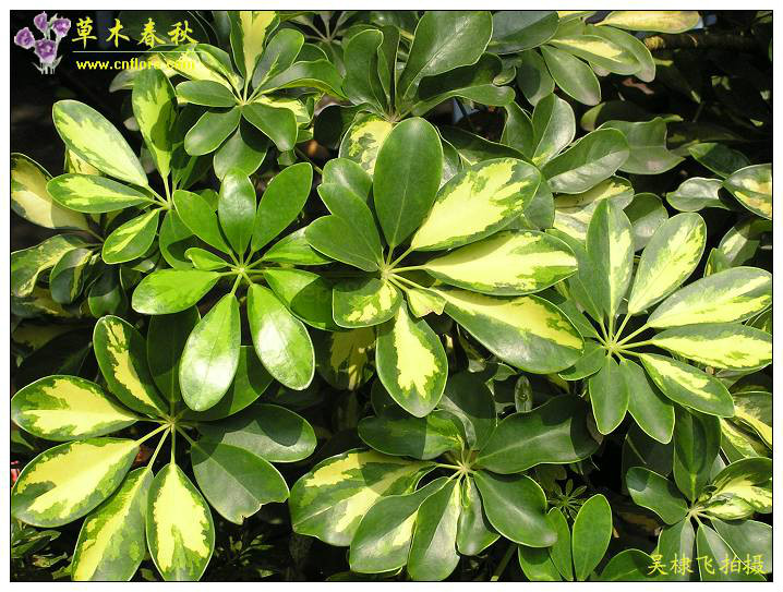  p data-id="gn3ti8nto0">广鸭脚木,亦指两广(即广东,广西)鸭脚木