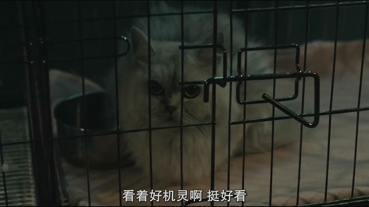 猫看见死亡的双眼