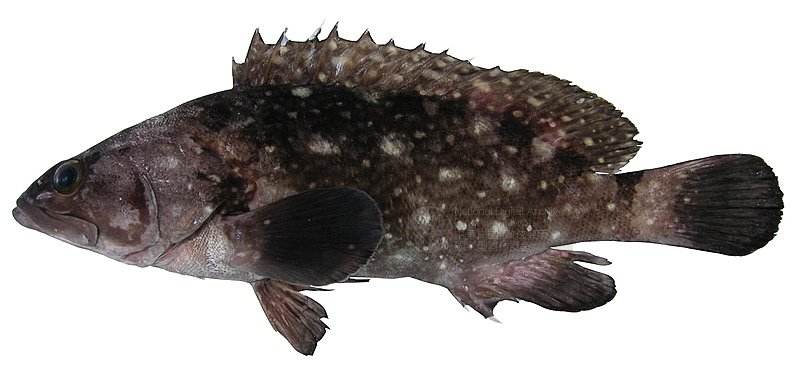  p>蓝点石斑鱼(epinephelus coeruleopunctatus)分布于 a href="#"