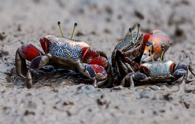 red eye stalked fiddler crab