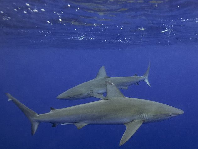 加拉帕戈斯鲨鱼