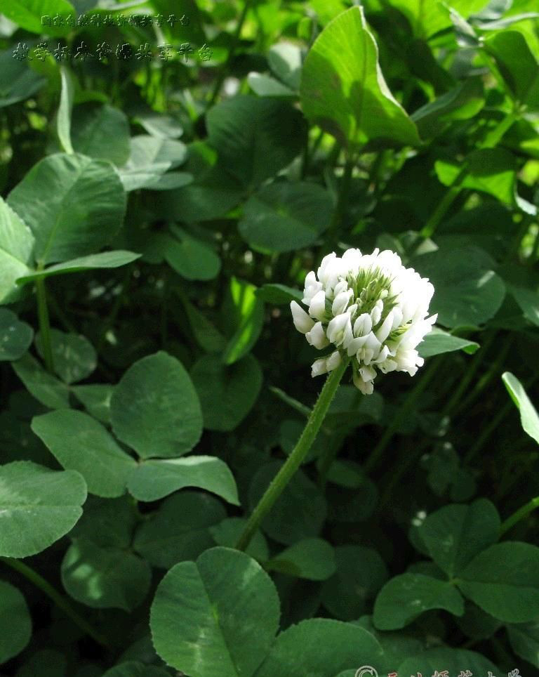 trifolium linn.