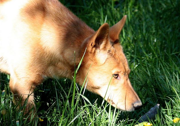  p>澳洲野犬(学名: i>canis lupus dingo /i>):是哺乳纲,犬科的 a