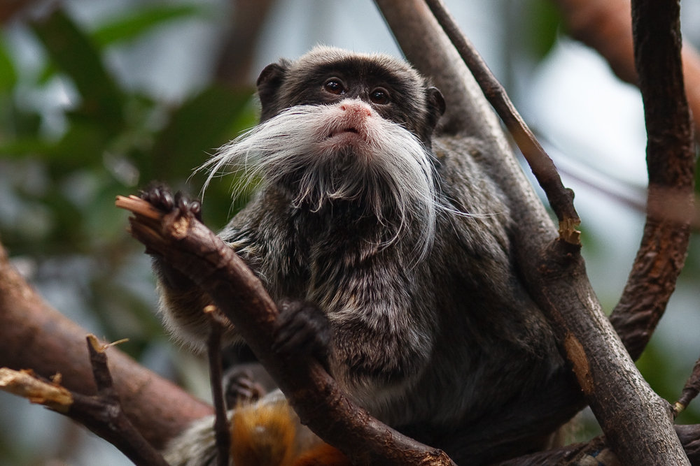  p>皇柽柳猴(学名: i>saguinus imperator /i>)是一种 a target="