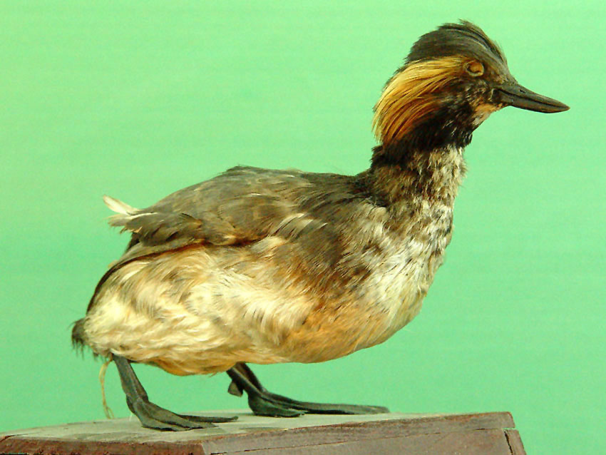  p>角鸊鷉(pìtī)( a target="_blank" href="/item/学名/8074290"