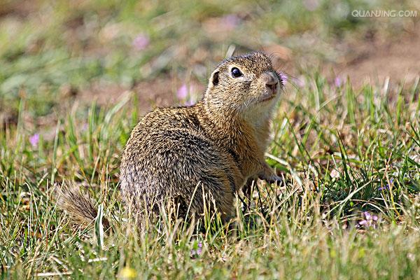 的一种地栖 a href="#" data-lemmaid="6334061">啮齿类 /a>哺乳动物