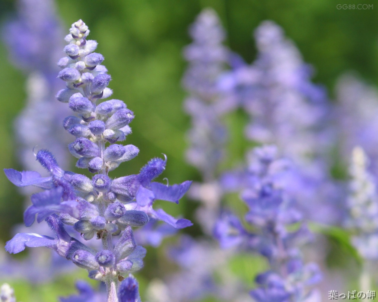 salvia campanulata wall. ex benth.