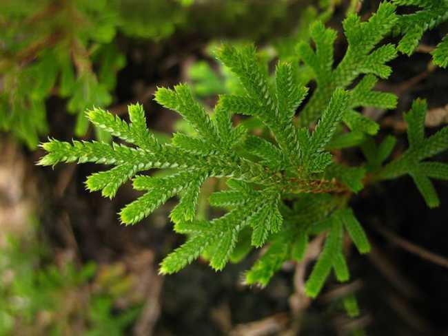 p>旱生卷柏(学名:selaginella stauntoniana spring)是卷柏科卷柏属 