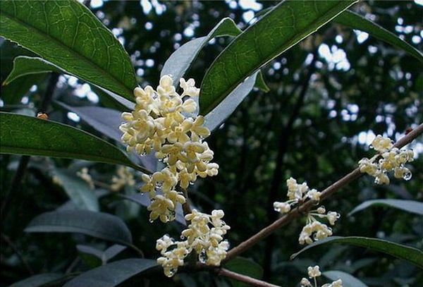  p>长叶早银桂(学名: i>osmanthus fragrans /i> 'changye