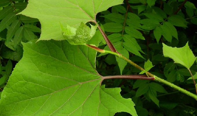  p>角叶鞘柄木(学名: b>torricellia /b>&nbsp; b>angulata /b>&