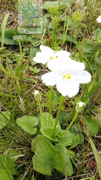  p> b>突隔梅花草 /b>(学名: i> b>parnassia delavayi /b> /i>)为