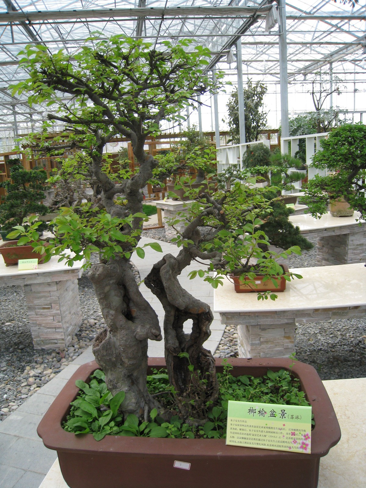 ulmus parvifolia jacq.