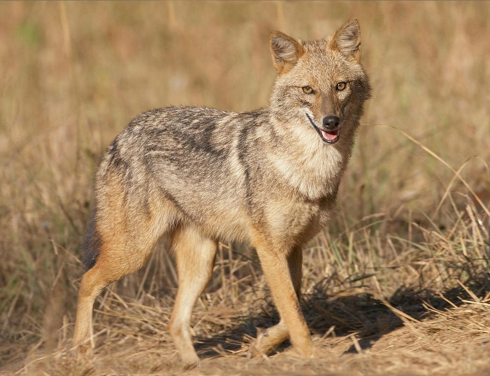  p data-id="go06y2cmig">胡狼主要包括分布于非洲北部,东部,欧洲南部