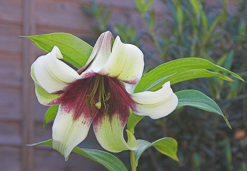  p>紫斑百合(学名: i>lilium nepalense /i>  d.