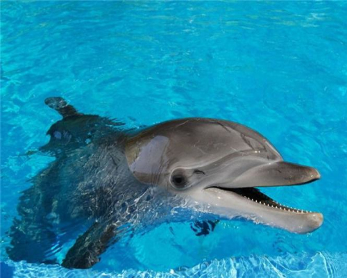  p>巨海豚(macrodelphinus)是虎鲸般大小的剑吻古豚亲属.