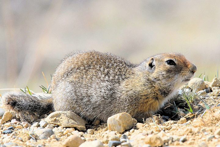 st lawrence island ground squirrel