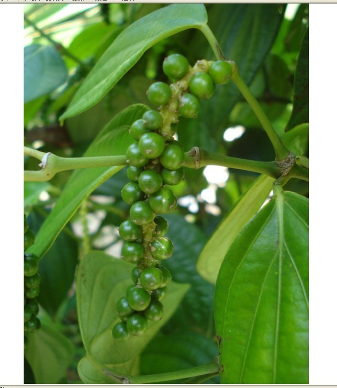  b>piper /b>  b>pingbienense /b> tseng)是胡椒科,胡椒属藤本灌木