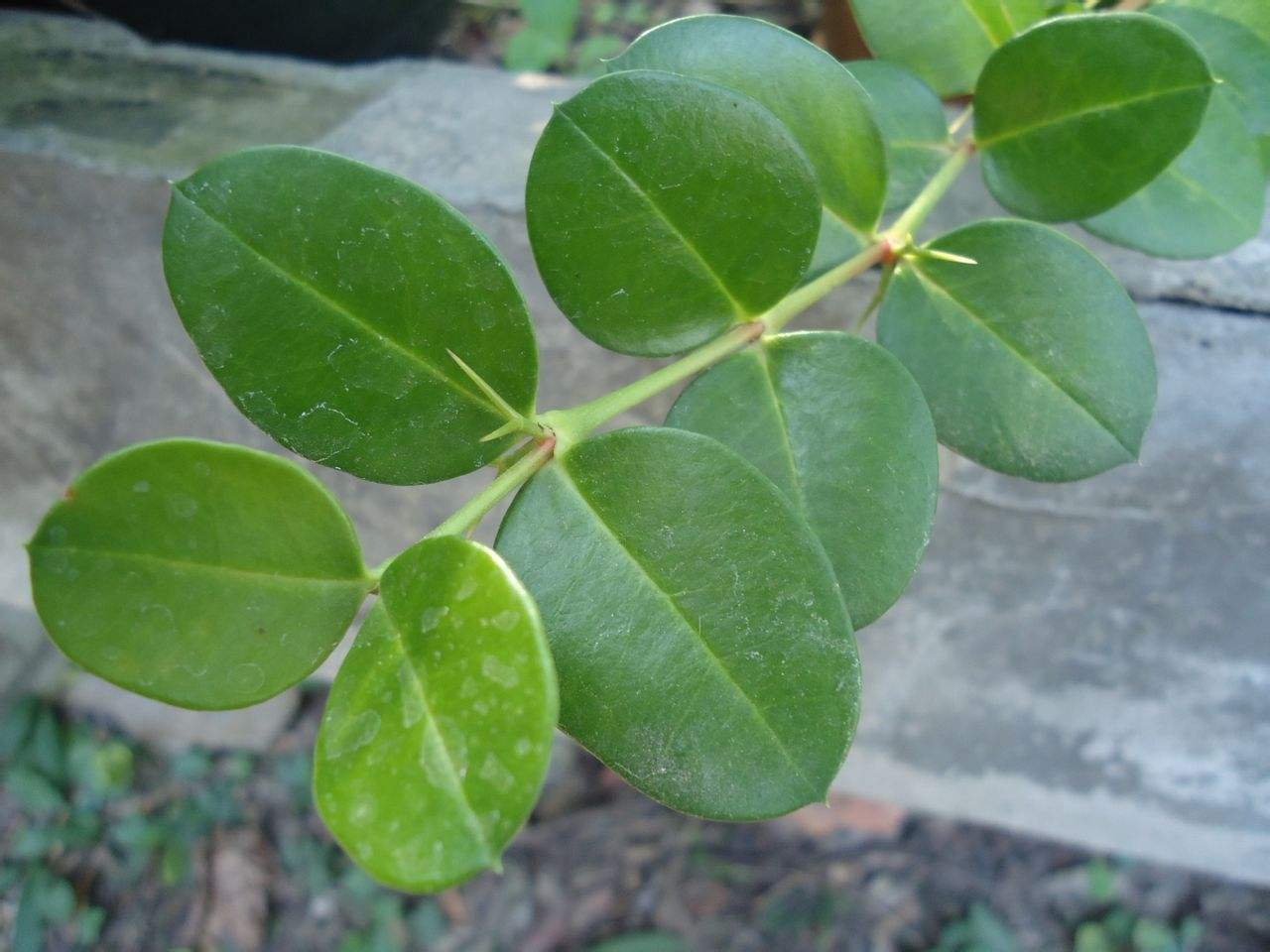  p>假虎刺属(学名:carissa  linn.