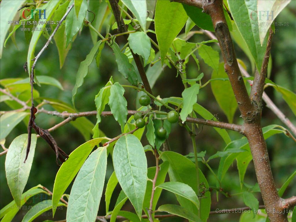 tetrastigma obtectum (wall. ex m. a. lawson) planch. ex franch.