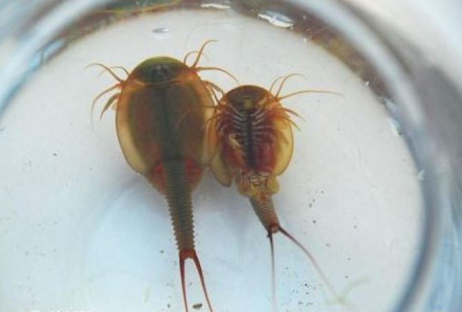 背甲目(notostrace),鲎虫科(triopsidae),鲎虫属(triops)为淡水生甲壳