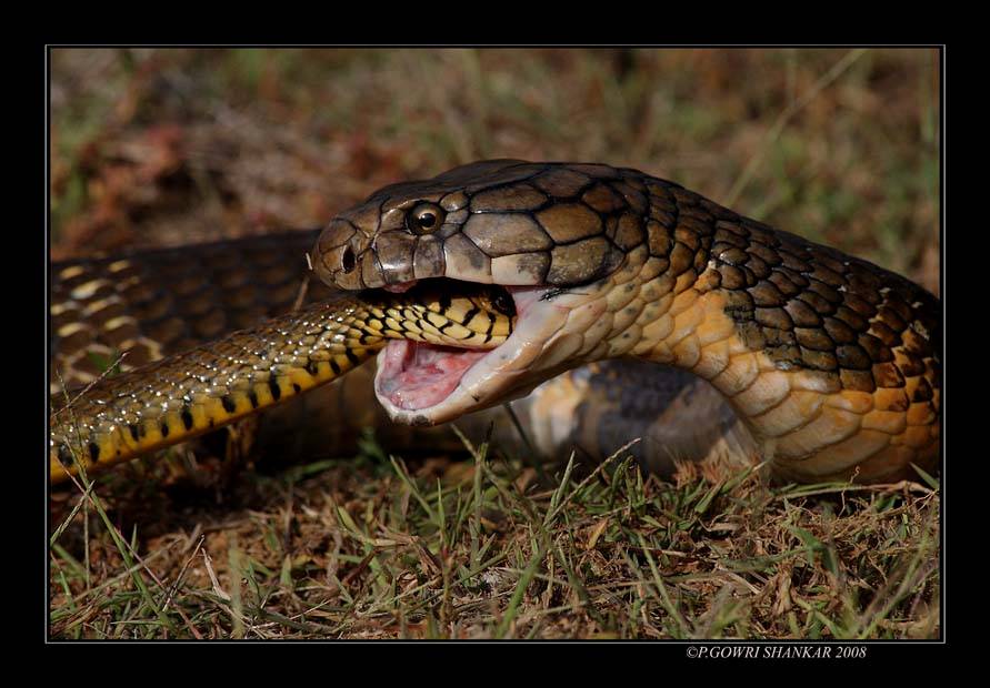  p data-id="gntlhfc2iq">眼镜王蛇( i>ophiophagus hannah /i>)又称