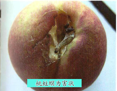 桃蛀螟