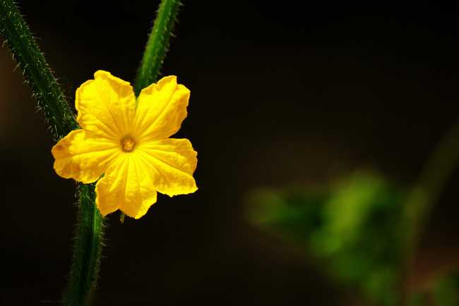 丝瓜花
