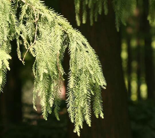 学名: i> i>taxodium mucronatum  /i> /i>tenore)是杉科落羽杉属植物