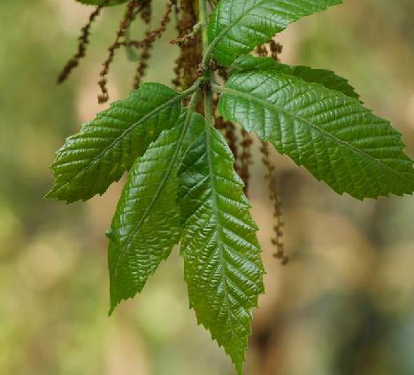  p>大叶栎(学名: i>quercus griffithii  /i>hook. f.