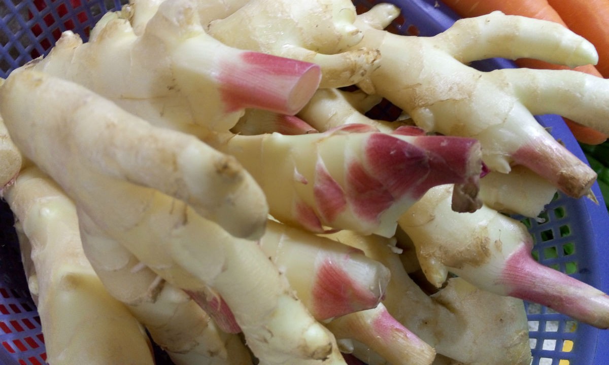  p>紫姜又叫"子姜",即生姜