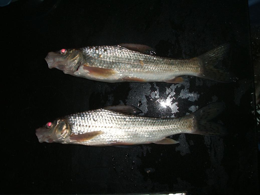  p>黑姑鱼, i>argyrosomus nibe /i> (jordan et thompson, 1911) ,为